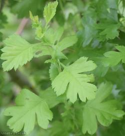Common Hawthorn type 60