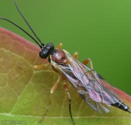 Diplazon pectoratorius