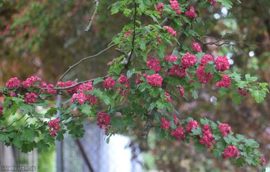 'Paul's Scarlet'
