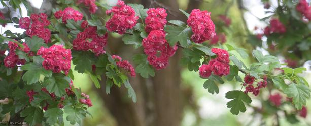 'Paul's Scarlet'