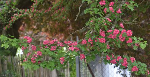 'Paul's Scarlet'