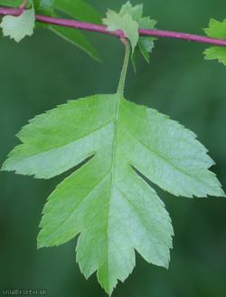 image for Large-sepalled Hawthorn
