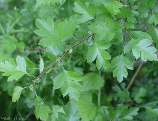 Large-sepalled Hawthorn