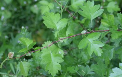 Large-sepalled Hawthorn