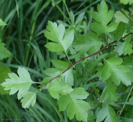 Large-sepalled Hawthorn