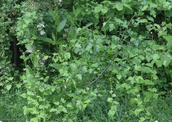 Large-sepalled Hawthorn