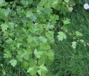Large-sepalled Hawthorn