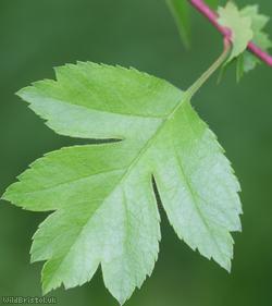 Common Hawthorn type 45