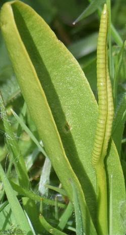 Adder's-tongue