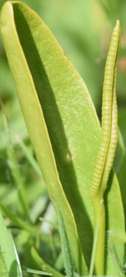 Adder's-tongue