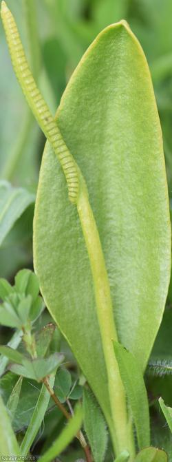 Adder's-tongue