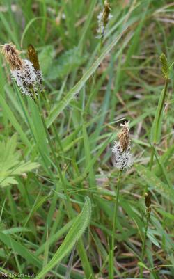 Spring Sedge