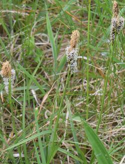 Spring Sedge