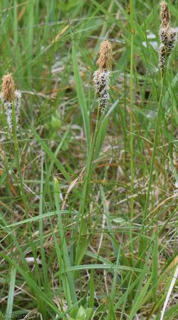 Spring Sedge