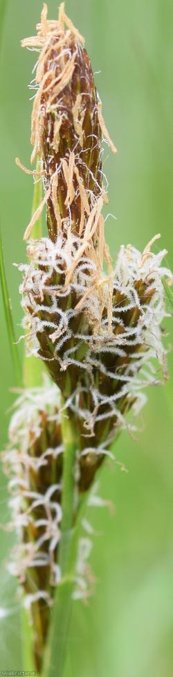 Spring Sedge
