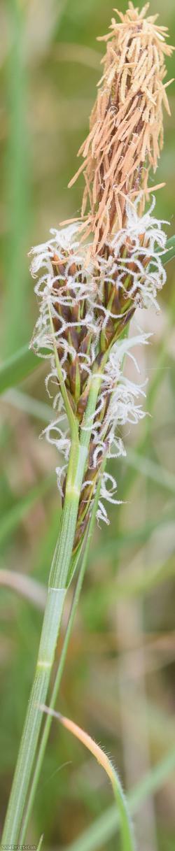 Spring Sedge