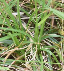 Spring Sedge