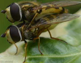 Migrant Hoverfly