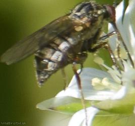 Thick-thighed Empis