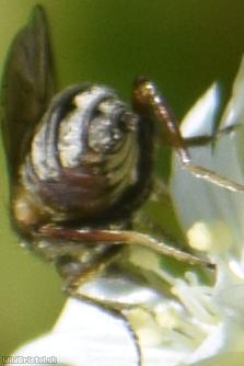 Thick-thighed Empis