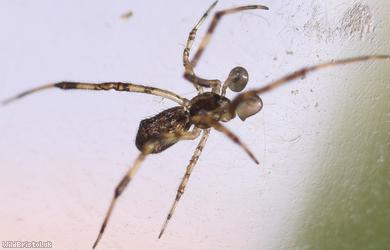 Episinus maculipes