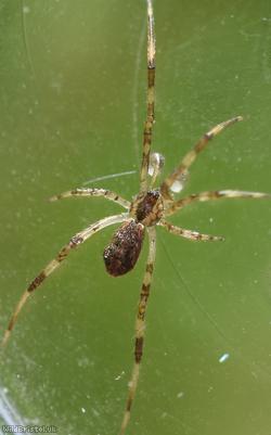 Episinus maculipes