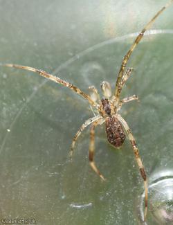 Episinus maculipes