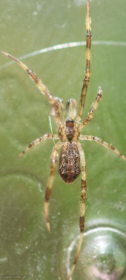 Episinus maculipes