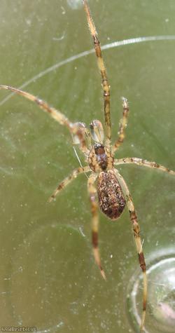Episinus maculipes