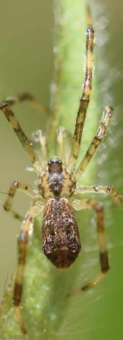 Episinus maculipes