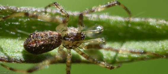 Episinus maculipes