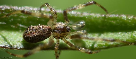Episinus maculipes
