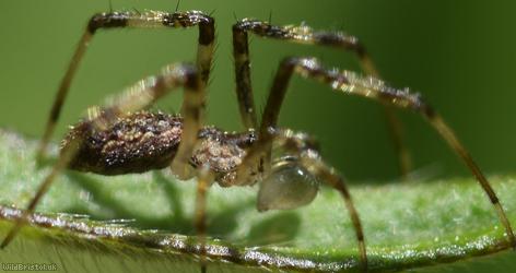 Episinus maculipes