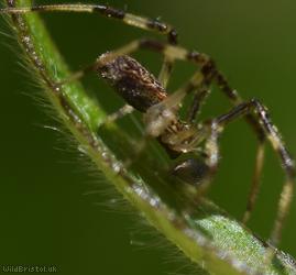 Episinus maculipes