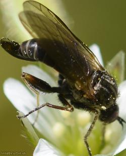 Thick-thighed Empis