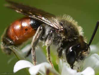 image for Red-girdled Mining Bee