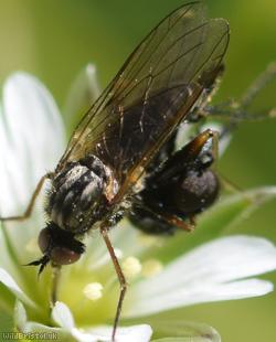 Thick-thighed Empis