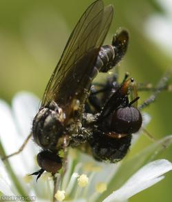 Thick-thighed Empis