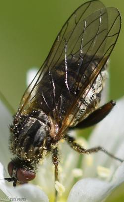 image for Dagger Flies