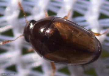 image for Olibrus corticalis
