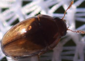 Olibrus corticalis