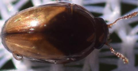 Olibrus corticalis