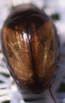 Olibrus corticalis