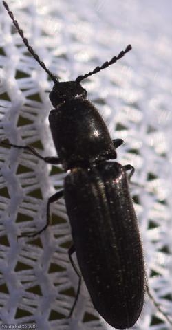 Limonius poneli