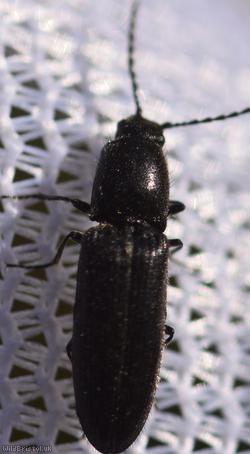 Limonius poneli