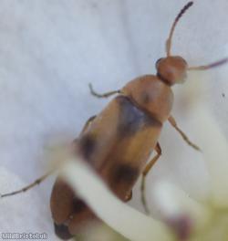 image for Anaspis rufilabris