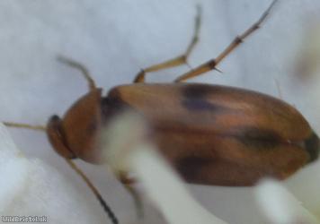 Anaspis maculata