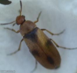 Anaspis maculata