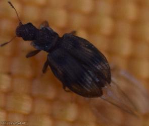 image for Cartodere bifasciata