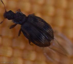 Cartodere bifasciata
